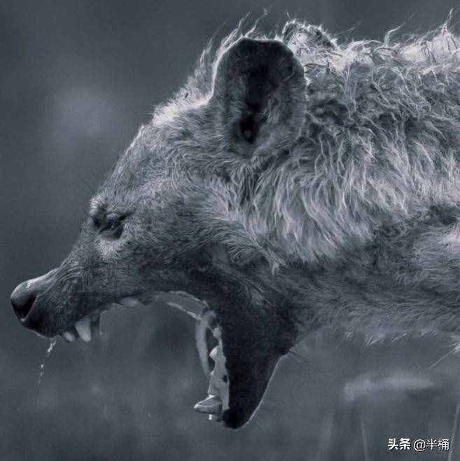 非洲草原仅次于狮子的猎食者斑鬣狗，为什么喜欢“掏肛”？