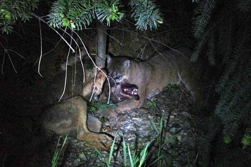 科学论证猫科和犬科谁厉害？