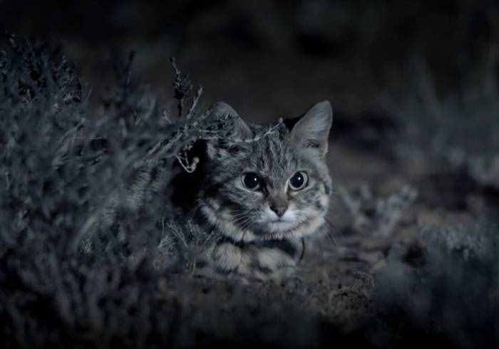 沙漠杀手黑足猫，一晚可捕获14只老鼠，甚至还能与豺狼一战