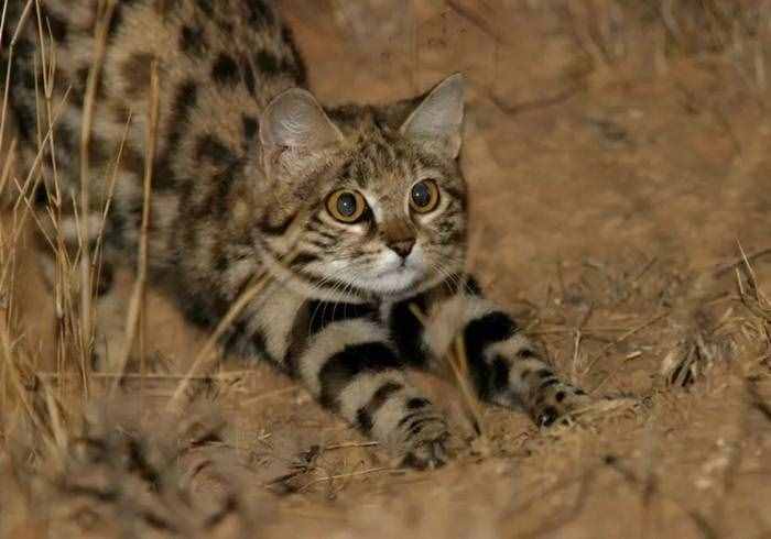 沙漠杀手黑足猫，一晚可捕获14只老鼠，甚至还能与豺狼一战