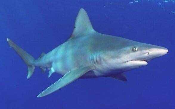 当鲨鱼遇到海豚时，往往会掉头就走，为什么鲨鱼会害怕海豚？