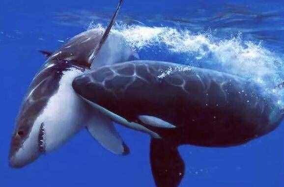 当鲨鱼遇到海豚时，往往会掉头就走，为什么鲨鱼会害怕海豚？