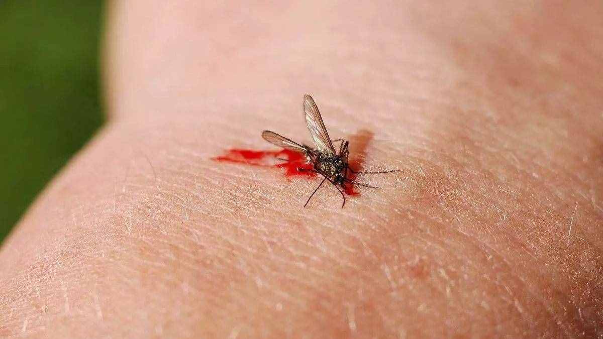 蚊子叮咬人和血型有关系吗？蚊子更喜欢叮咬什么样的人？
