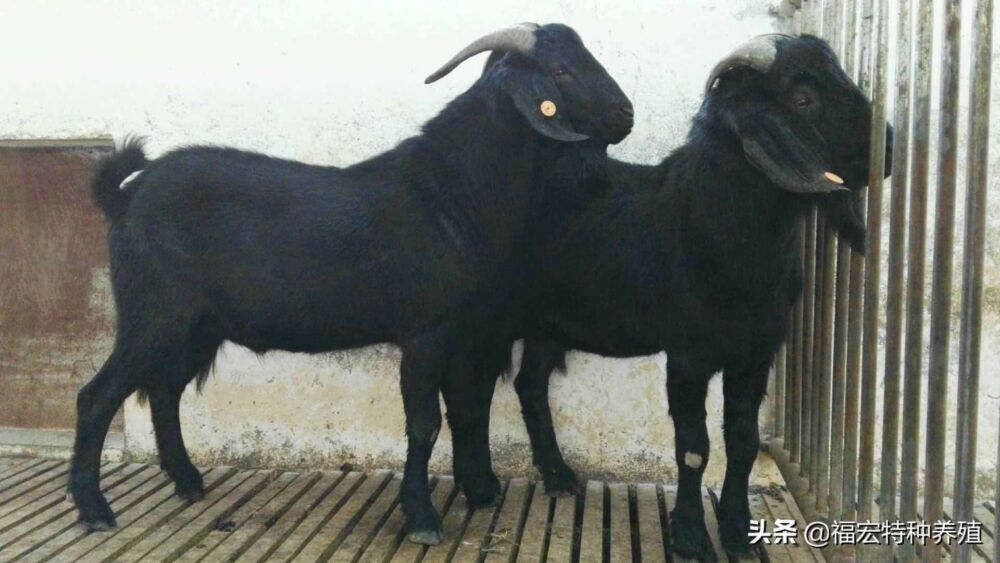 努比亚黑山羊品种退化的原因，如何挑选好的纯种努比亚黑山羊种羊