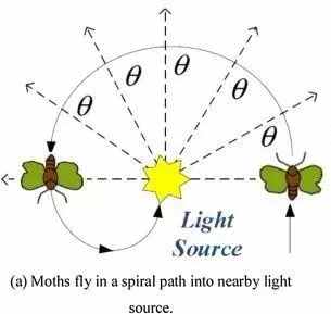 飞蛾为何扑火？真正原因可能只有飞蛾自己知道