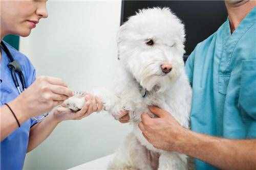 打狂犬疫苗打到断货？为何中国不认可十天观察法？