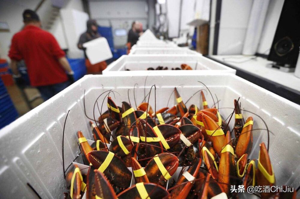 澳洲龙虾价格，为什么要比波士顿龙虾贵很多？