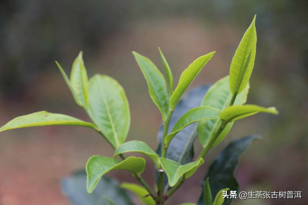 简述：普洱茶知识（产地、形态特征、生长环境），值得收藏