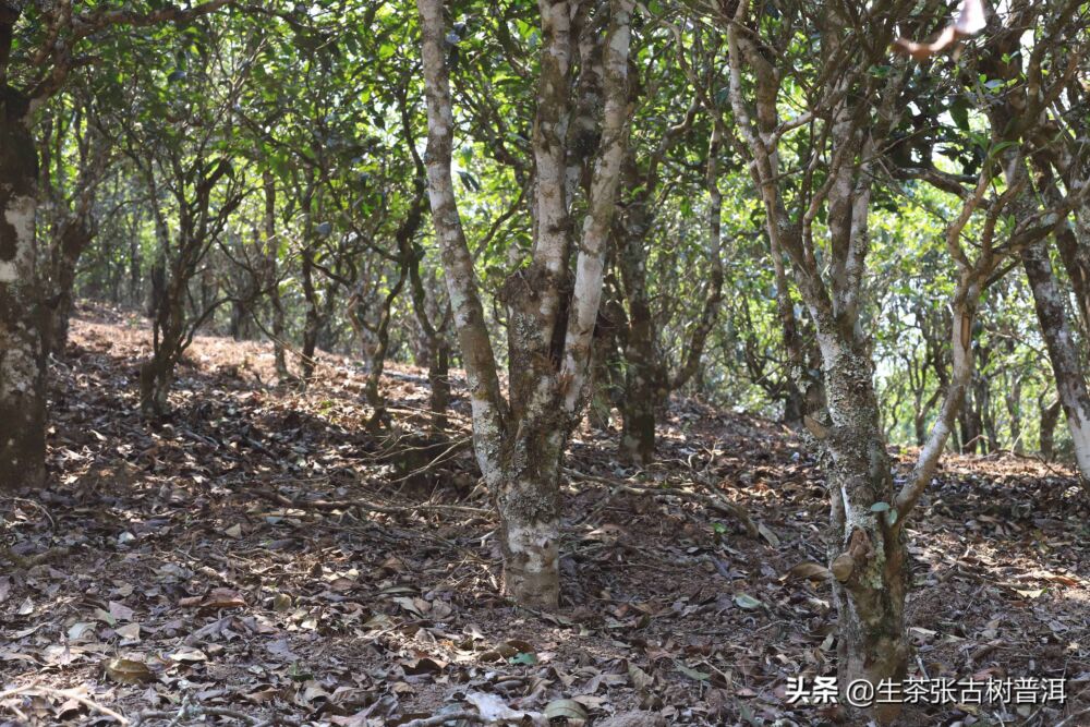 简述：普洱茶知识（产地、形态特征、生长环境），值得收藏