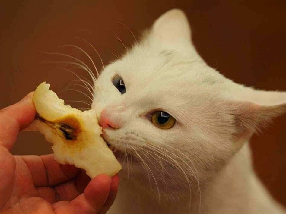 这6种食物，猫咪很爱吃，别让它在旁边流口水