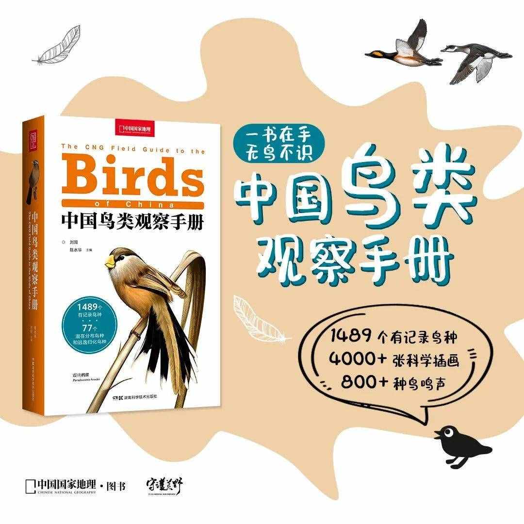 中国有1489种鸟，你却只认识麻雀……