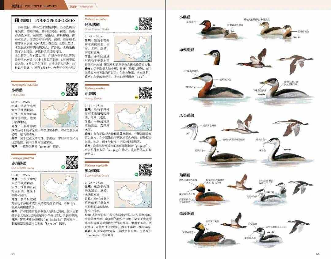 中国有1489种鸟，你却只认识麻雀……