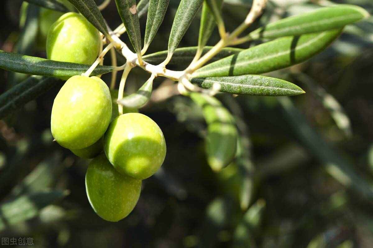 减肥期间吃橄榄油的好处，有以下3点