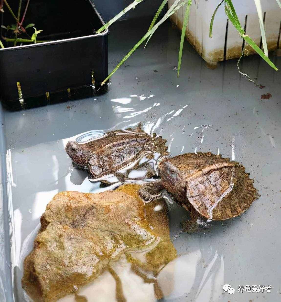 又到了龟不吃东西不下水的季节了，没有好办法对付它？