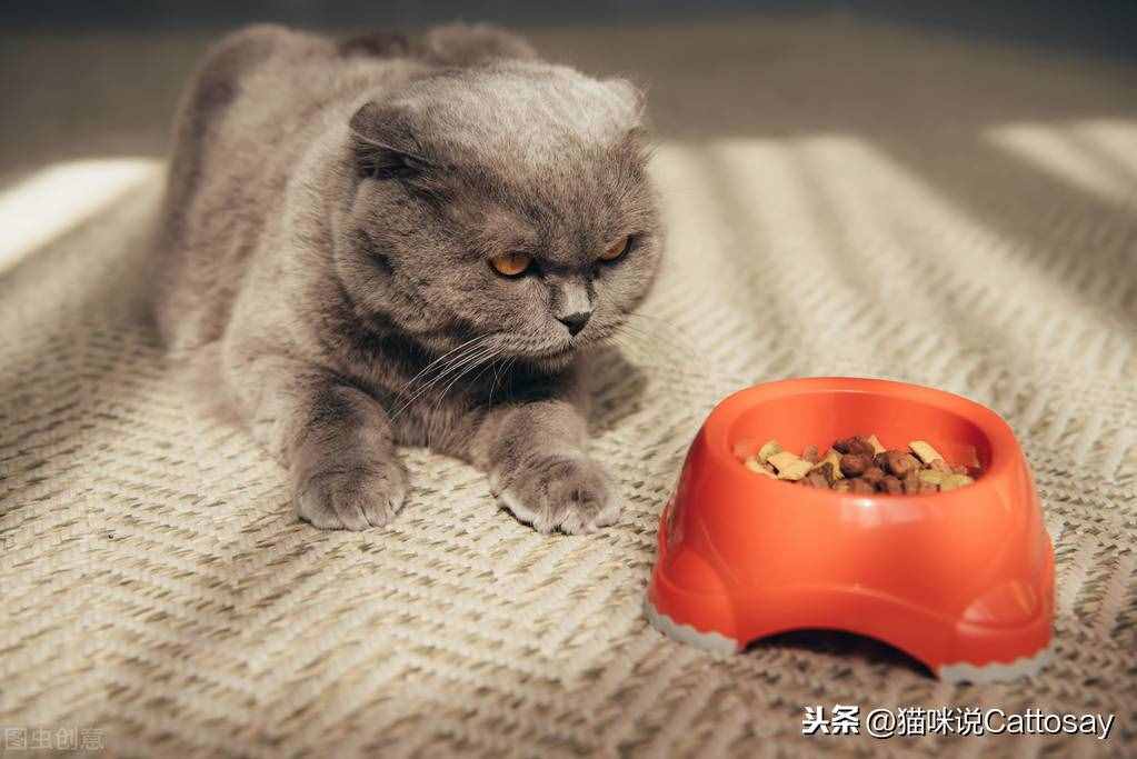不同的猫粮放在一起给猫吃，对猫不利