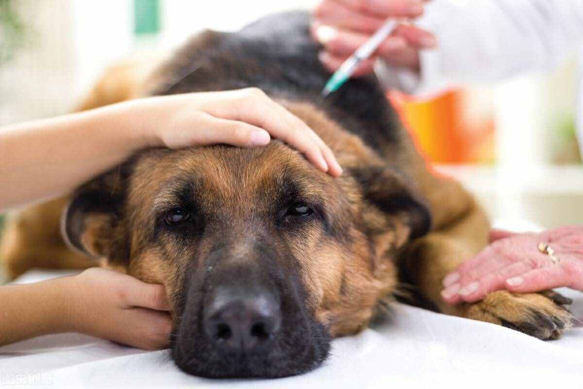 幼犬为什么要接受防疫注射，6种必打犬类预防疫苗