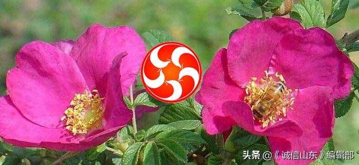 平阴玫瑰的品种特点介绍，中国玫瑰之乡三大玫瑰品系
