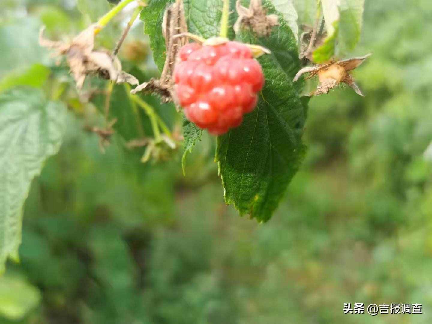 小树莓要成大气候！抚松县抽水乡科学拓宽农业增效、农民增收新路子
