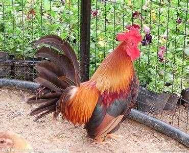 中国文化中，最早的鸡应属于猛禽类