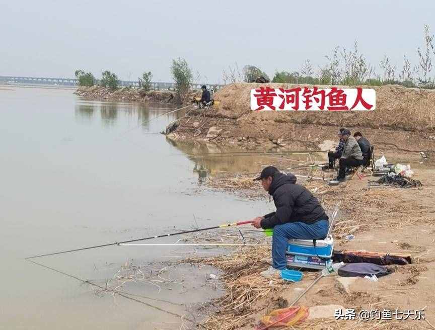 黄河出现外来斑点鮰鱼，有钓鱼人大量钓起！会造成生态入侵吗