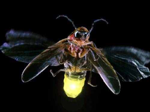 关于萤火虫的14个有趣的科学小知识