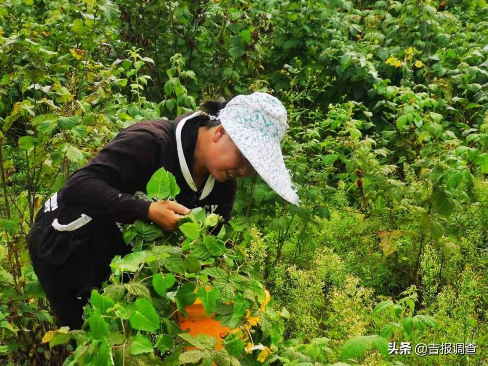 小树莓要成大气候！抚松县抽水乡科学拓宽农业增效、农民增收新路子