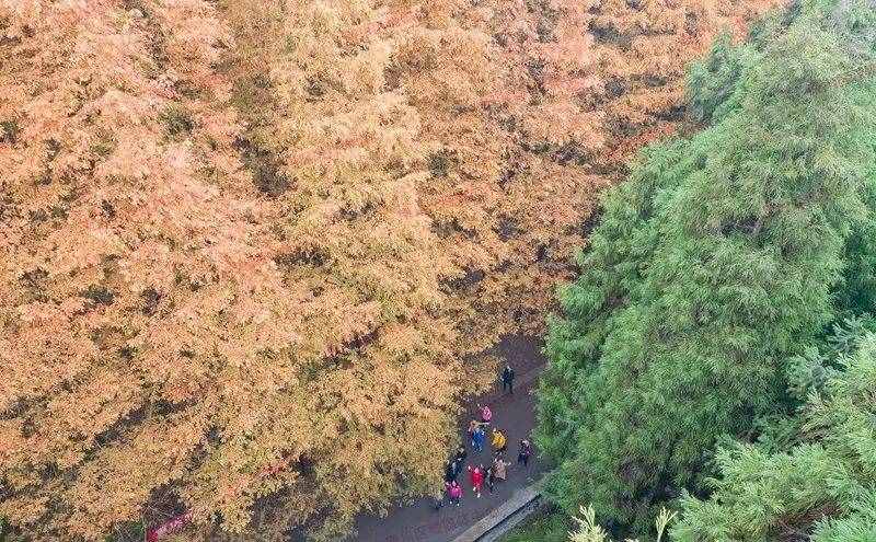 距离主城1h，重庆的第一波秋天藏在这里，建议收藏