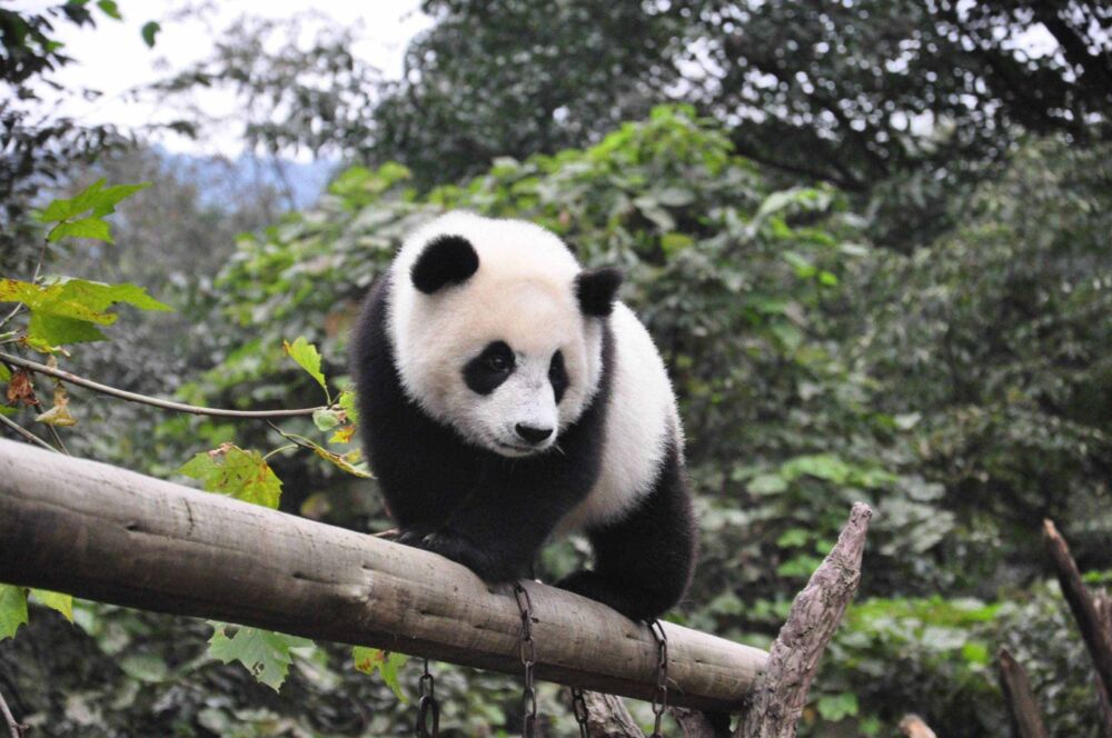 明明是食肉动物，却吃了几百万年竹子，大熊猫到底图个啥？
