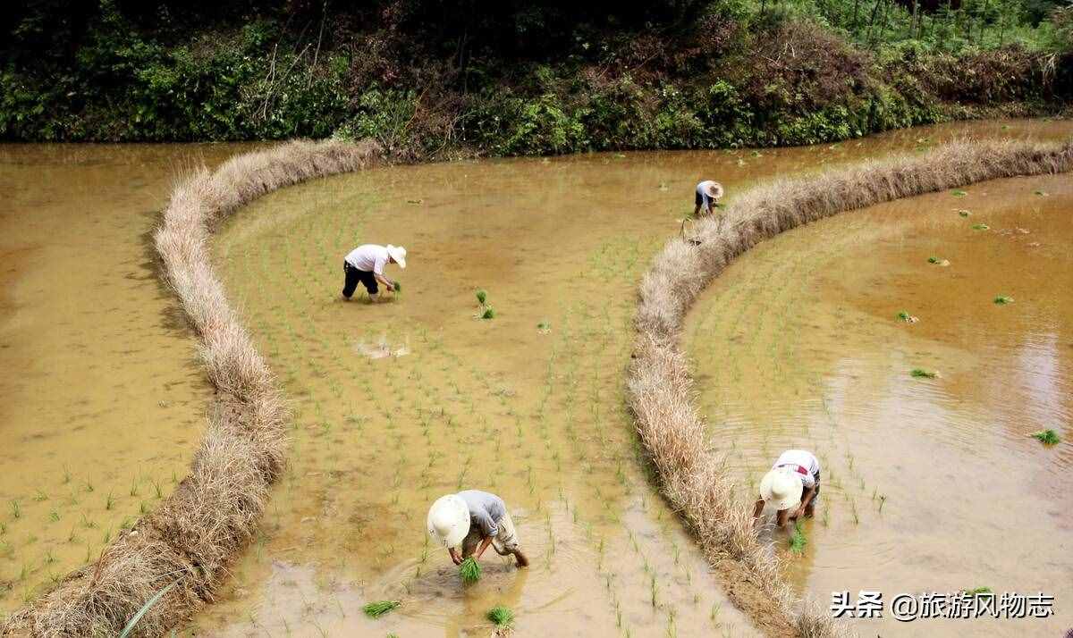 江西十大特产，不愧为人杰地灵之地，看看有你家乡的吗？