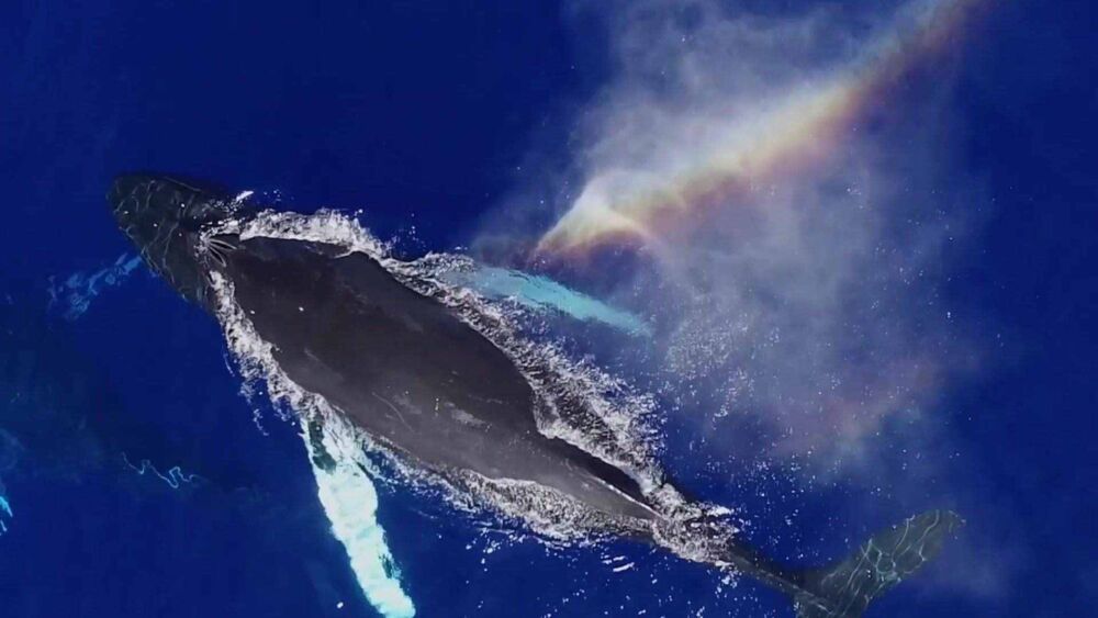 鲸鱼连呼吸都要浮出水面，它们在海里怎么睡觉？不会被憋死吗？