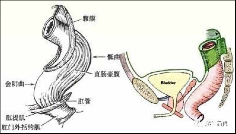 哭笑不得，浙江一14岁男孩把活龙虾塞进肛门