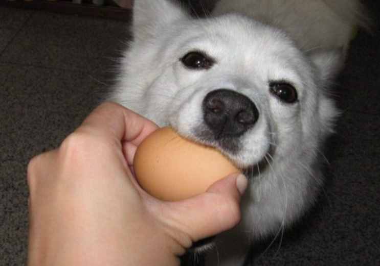 小狗能吃鸡蛋吗？可以吃但并不完全吃