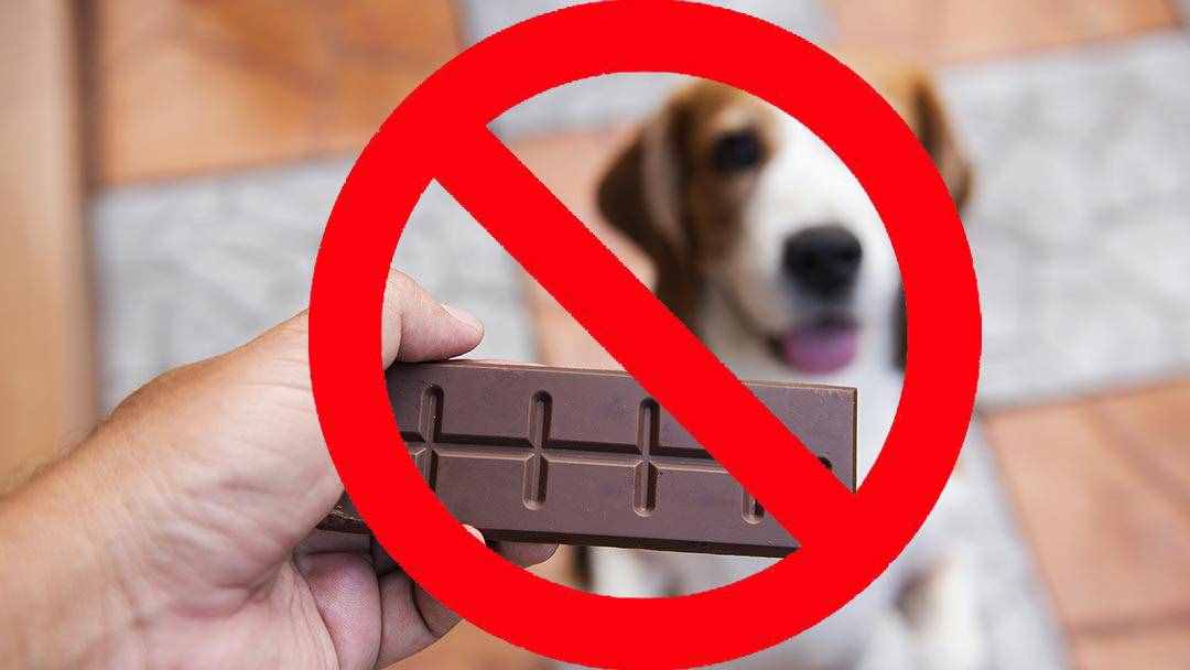 狗为什么不能吃巧克力？