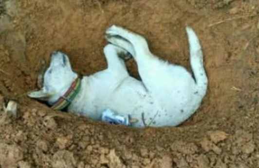 为什么说狗狗死后不能埋？原来并非迷信，而是有科学依据的