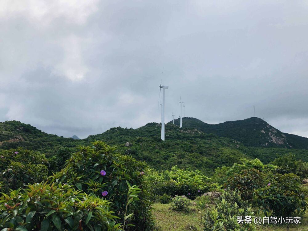 广东一座可开车登顶的风车山，满山野稔子免费摘，露营野炊一级棒