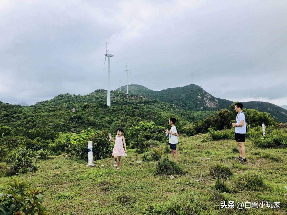 广东一座可开车登顶的风车山，满山野稔子免费摘，露营野炊一级棒