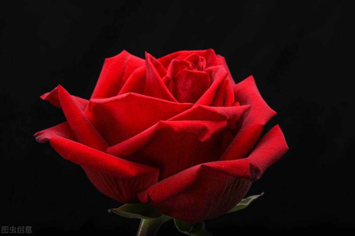 美人在骨不在皮，张爱玲笔下的“红玫瑰”为何如此娇媚？