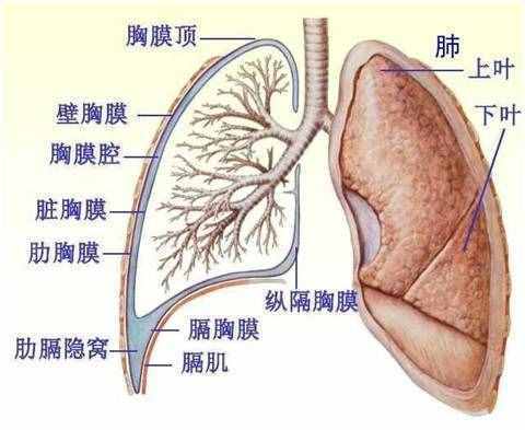 什么是胸腔积液？胸腔积液又是怎么形成的？