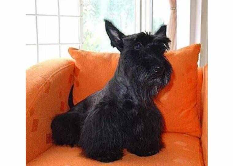 有只名气很大的黑色苏格兰狗狗你知道吗？女明星们都在抢它