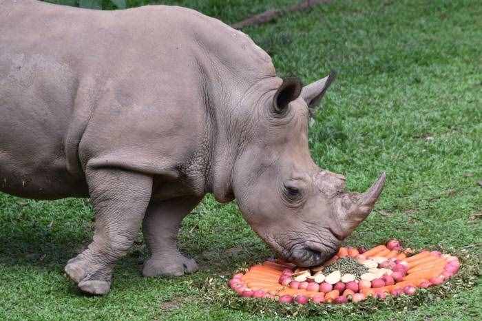 “世界犀牛日”深圳野生动物园犀牛享用美食大餐