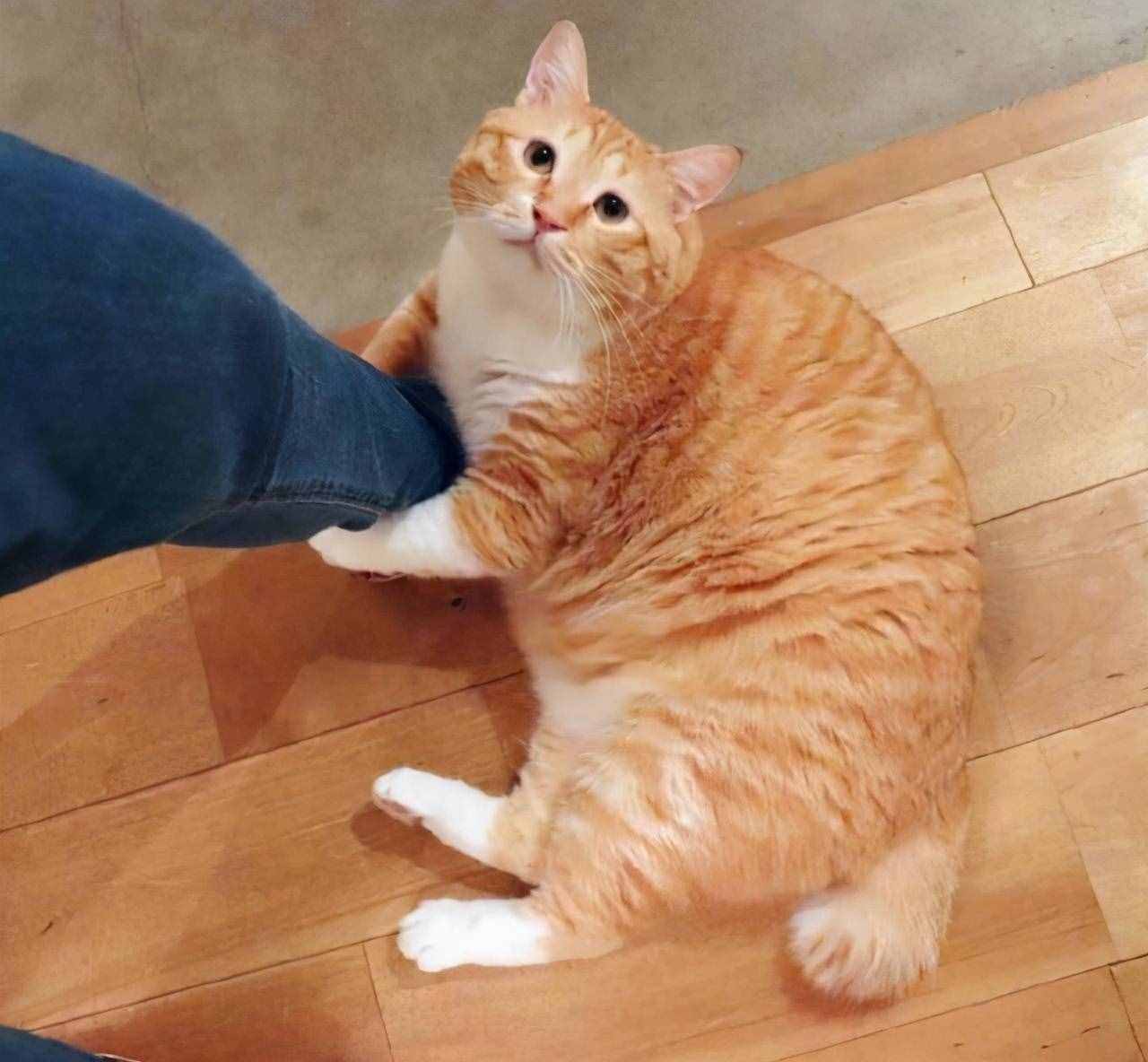 业内人士解密：橘猫为什么“十橘九胖”？