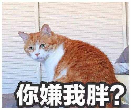 业内人士解密：橘猫为什么“十橘九胖”？