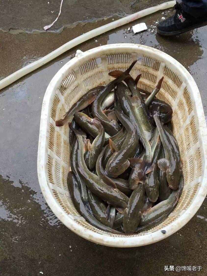 立冬过后，这5种海鲜多给家人吃，好吃不贵，补全营养过冬天