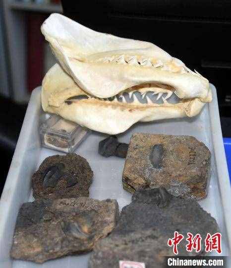 中国首次发现2.9亿年前瓣齿鲨：跨洋迁徙的顶级捕食者