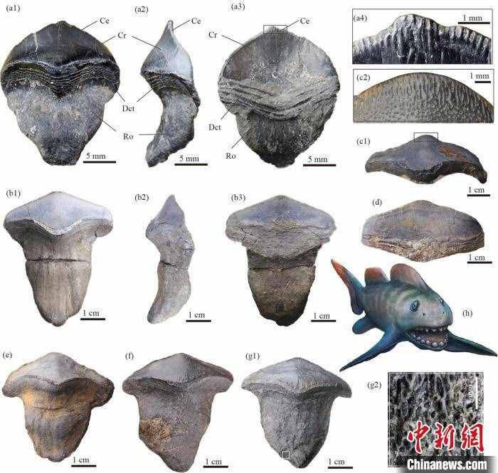 中国首次发现2.9亿年前瓣齿鲨：跨洋迁徙的顶级捕食者