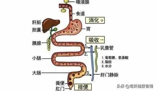 吃下口香糖会黏住肠子？你的孩子还在信这些吗？