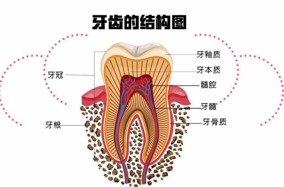 为什么会长蛀牙，它真是被“虫子”吃空的？原谅我一直想错了