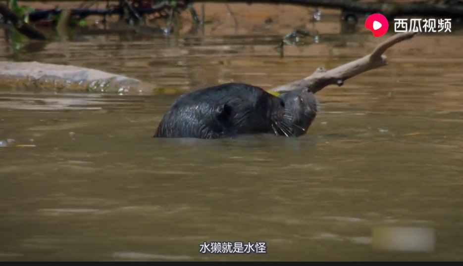 民间一度误认其为“水猴子”，央视多次辟谣，水獭到底是何方神圣