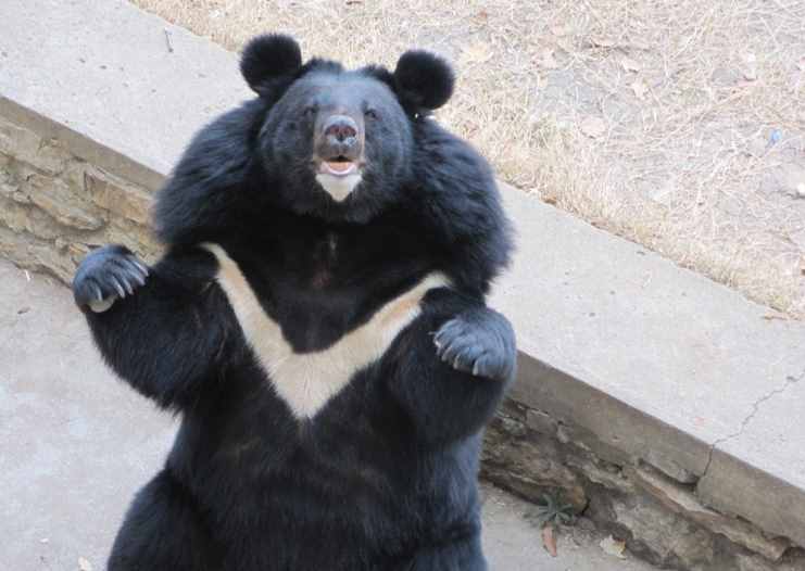 随着季节的不同，黑熊的食物也不相同，它是杂食动物