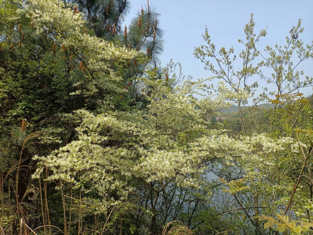 湖南宁乡灰汤偕乐桥高塘水库，山清水美秀如画，山花烂漫映山红